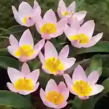 Lilac Wonder